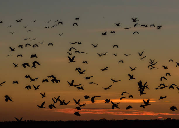 istock Whistling Ducks take flight at sunset, NT, Australia 827176400