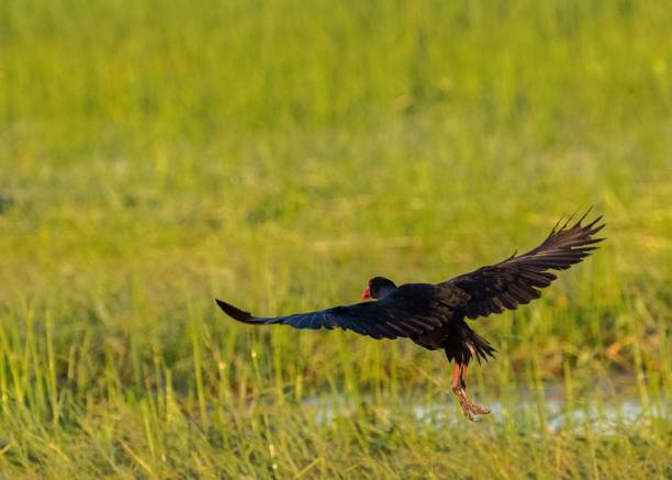 istock A Magpie Goose in flight over a flood plain, NT, Australia 827176664