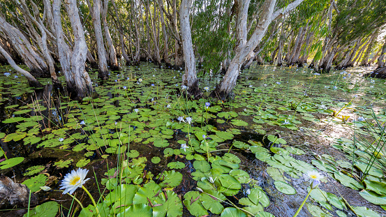 Paperbark swamp with weeping paperbarks (Melaleuca leucadendra) surrounded by blue water lilies (Nymphaea violacea) as the sun sets in the Top End, Northern Territory, Australia