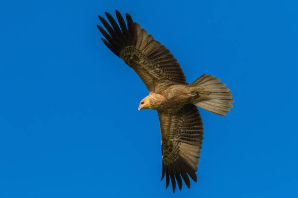 istock Whistling Kite in flight, NT, Australia 827177018