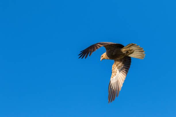 istock Whistling Kite in flight, NT, Australia 827177036
