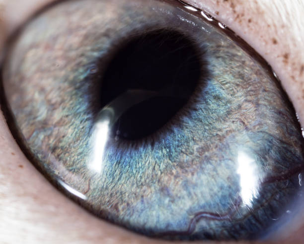 istock The eye of a small kitten . macro 827179710