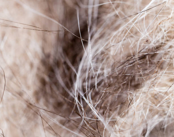 istock The wool of a small kitten as a background 827179994