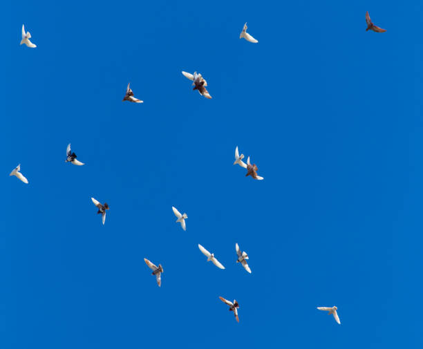 istock A flock of pigeons on a blue sky 827180022