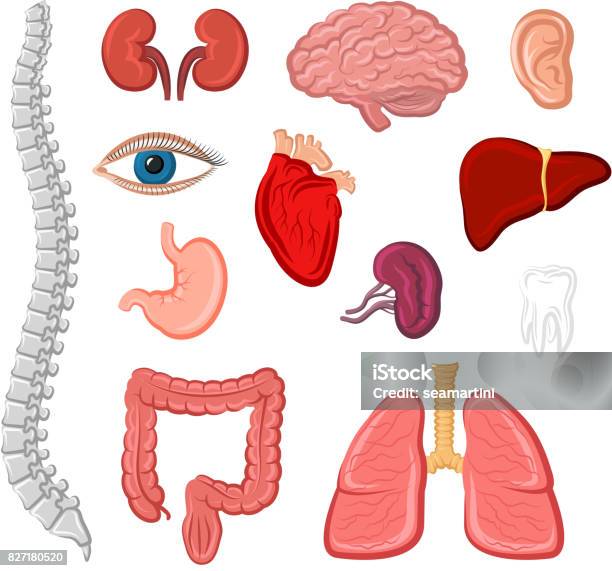 Human Organ Isolated Icon Set For Anatomy Design Stock Illustration - Download Image Now - Anatomy, Artery, Biology