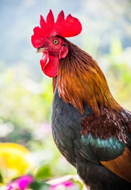istock Chicken in the farm, for thanksgiving day 827181336