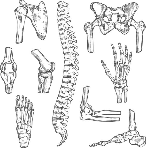 인체 뼈와 관절의 벡터 스케치 아이콘 - human bone anatomy x ray image human skeleton stock illustrations