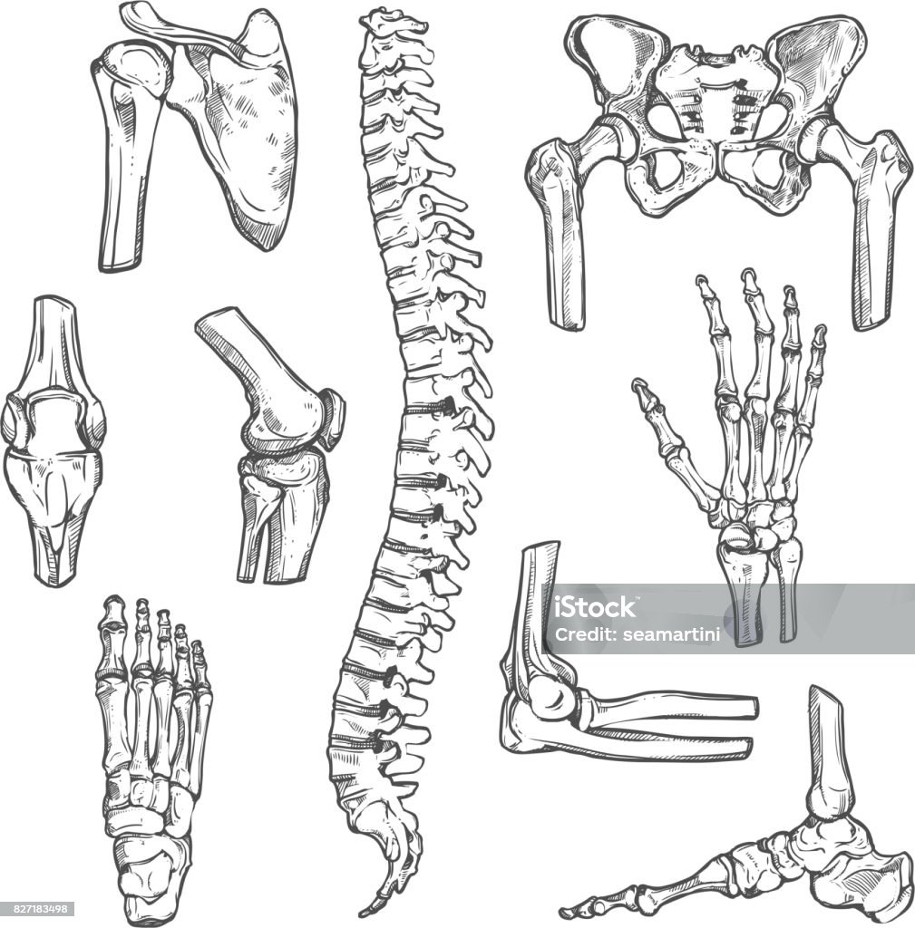 Vector sketch icons of human body bones and joints Human joints and body parts bones sketch icons. Vector isolated set of spine pelvis, shoulder scapula or elbow, leg knee and foot ankle, arm and hand wrist with fingers for medical anatomy or surgery Human Bone stock vector