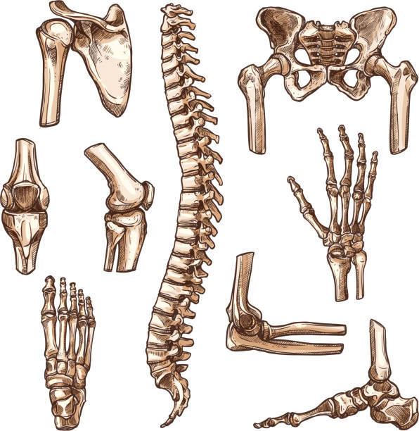 ilustrações de stock, clip art, desenhos animados e ícones de bone and joint of human skeleton sketch set - human bone the human body healthcare and medicine human skeleton