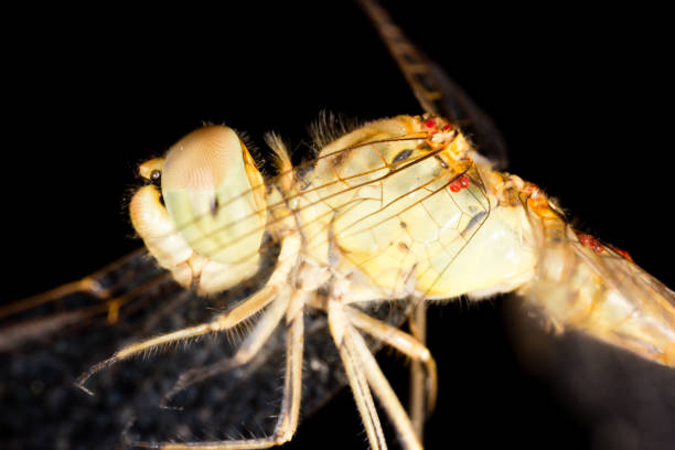 istock Big eyes on the head of a dragonfly 827187702