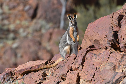 Yellow-footed Rock Wallaby, Petrogale xanthopus, sitting on rock ledge, South Australia, Australia
