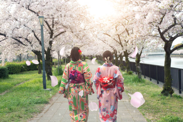 Couple asian women wearing traditional japanese kimono in sakura garden in Osaka, Japan. stock photo