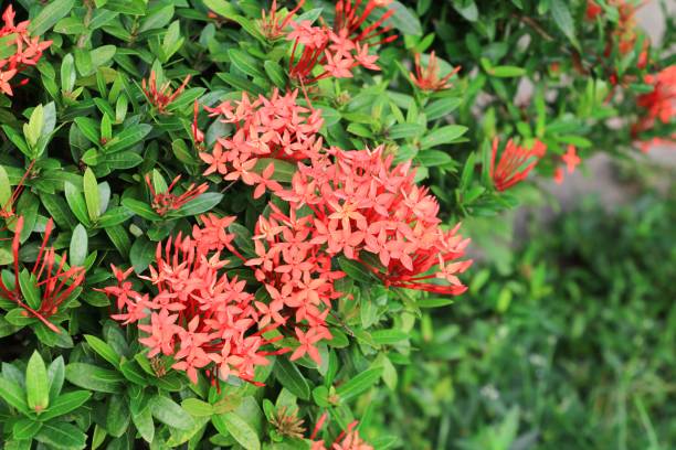 istock Ixora red flower spike beautiful on the tree ( Rubiaceae Ixora coccinea) 827188288