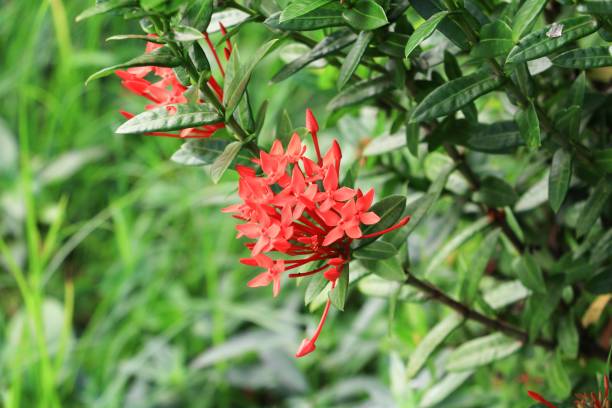 istock Ixora red flower spike beautiful on the tree ( Rubiaceae Ixora coccinea) 827188308