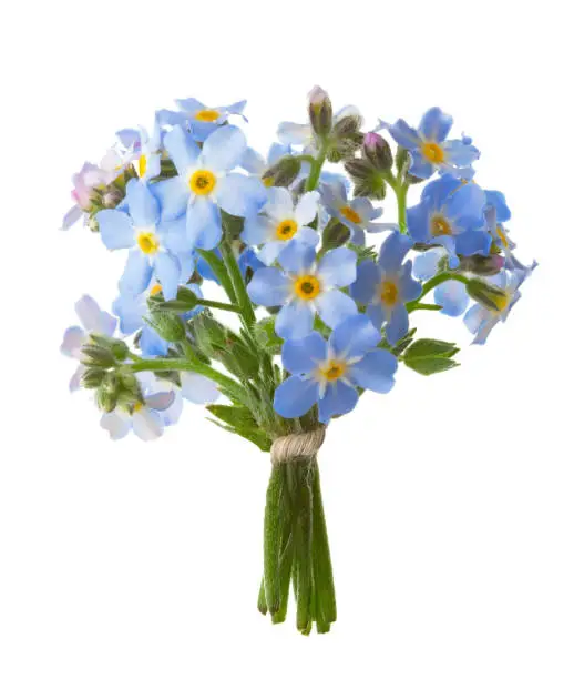 Photo of Small bouquet of  Forget-me-nots isolated on white background.