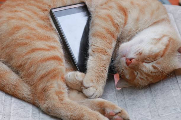 istock orange tabby cat sleep with mobile phone  on old chair 827194250