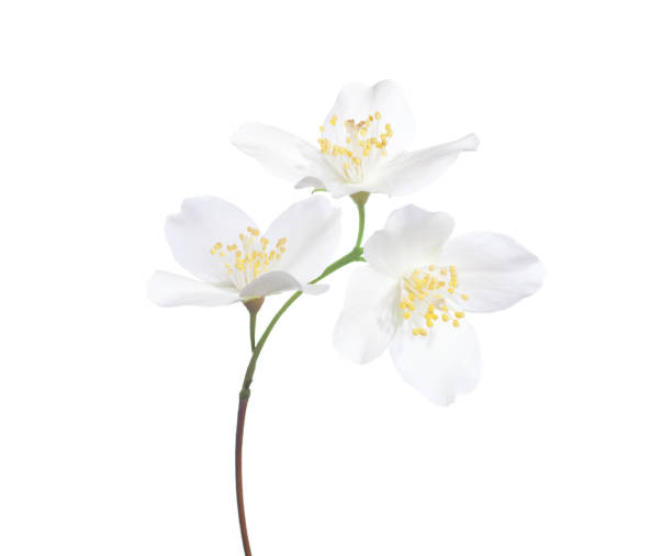 istock Jasmine's (Philadelphus) flowers isolated on white background. 827194276