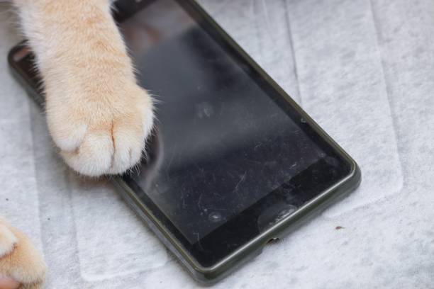 istock foot orange cat  with mobile phone  on old chair 827194278