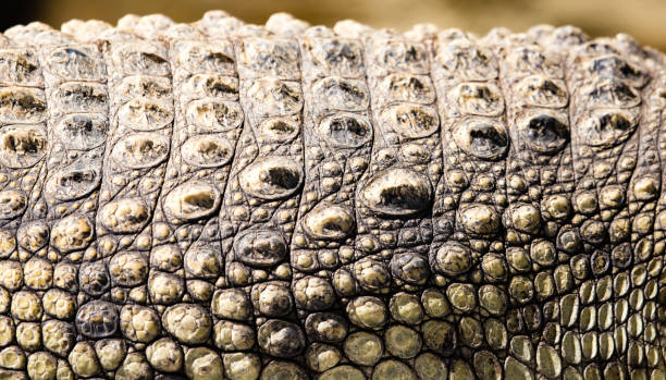 istock Spikes on crocodile skin i 827194584