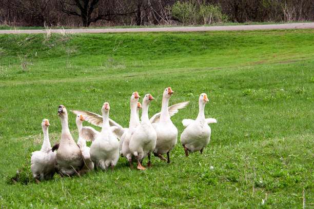 istock Flock of geese grazing on grass in spring field 827198420