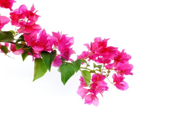 istock bougainvilleas isolated on white background 827200710