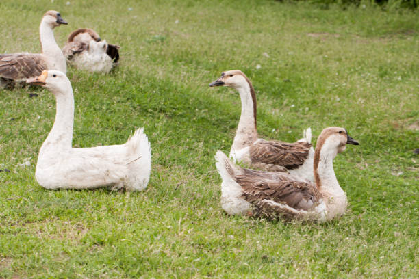 istock Flock of geese grazing on grass in spring field 827200732