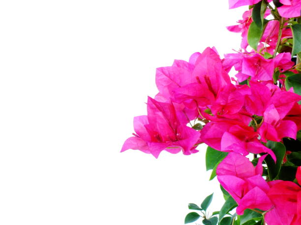 istock bougainvilleas isolated on white background 827200746