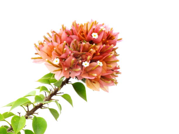 istock bougainvilleas isolated on white background 827200814