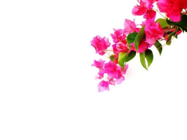 istock bougainvilleas isolated on white background 827200818