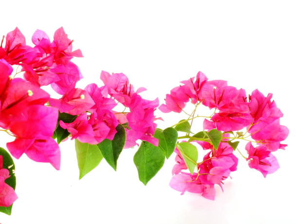 istock bougainvilleas isolated on white background 827200850