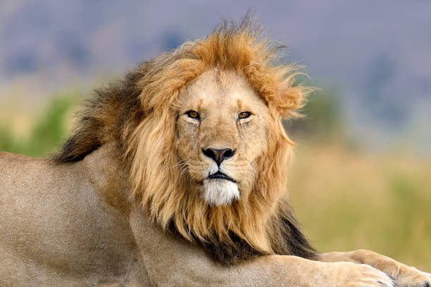 istock Lion in National park of Kenya 827201072