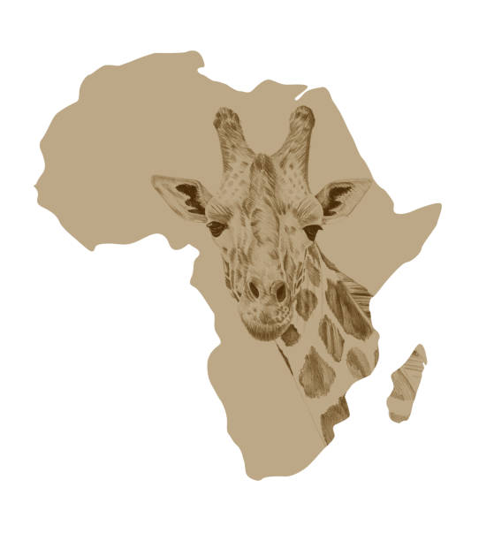 istock Map of Africa with drawn giraffe 827201232