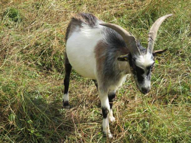 istock Goat of the ditches 827201386