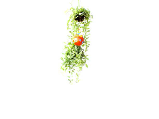 istock green house plant ivy hanging on white background 827201462