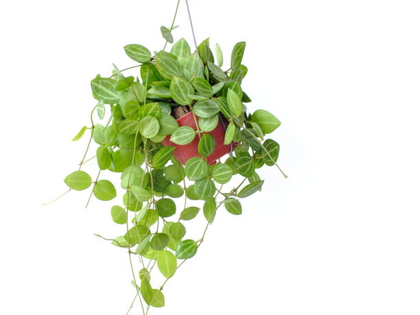istock green house plant ivy hanging on white background 827201518