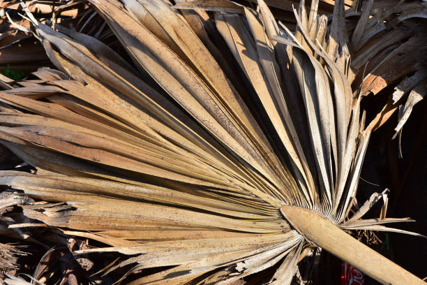 istock sugar palm in the middle of sunlight 827201564