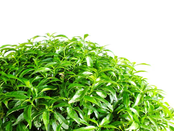 istock green bushes green leaves isolated on white background 827201844