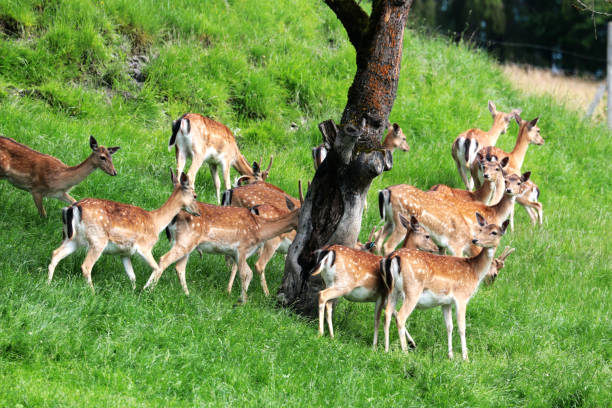istock a group of deers looking behind a tree and be vigilant (on guard) on a green meadow 827201892