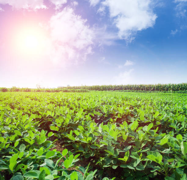 Peanut field on sunny day Peanut field on sunny day peanut crop stock pictures, royalty-free photos & images