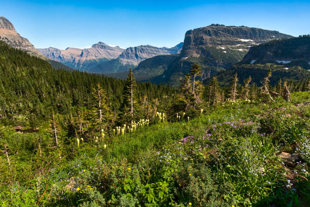 istock Overview at mountains and wild flowers 827204972