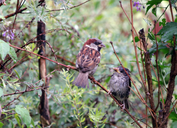 istock Parent and wet baby bird 827208582