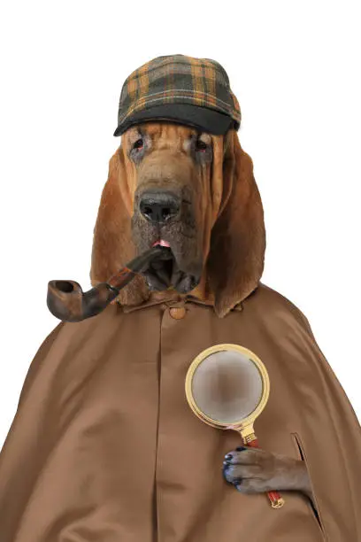 Purebred Bloodhound dog dressed  with magnifying glass and pipe isolated on a white background