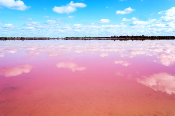 istock Pink salt lake in Western Australia 827211222