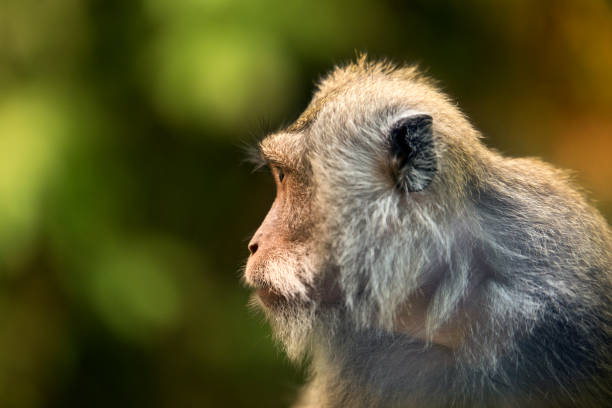 istock Portrait of a Monkey. 827211512