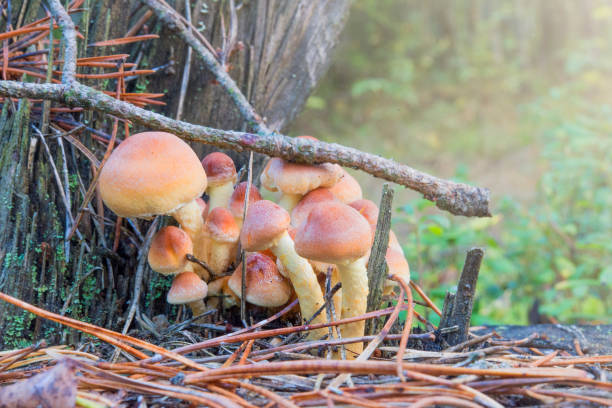 istock Autumn mushrooms in the forest. 827212388