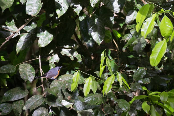 istock Spectacled Monarch Flycatcher in rainforest tree 827214800