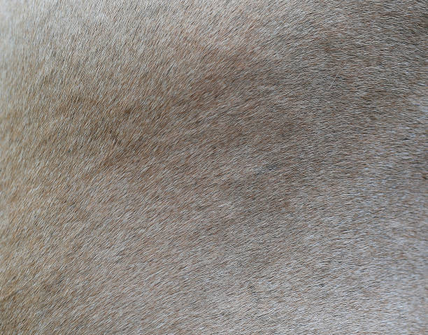 istock Brown horse fur background. 827215736