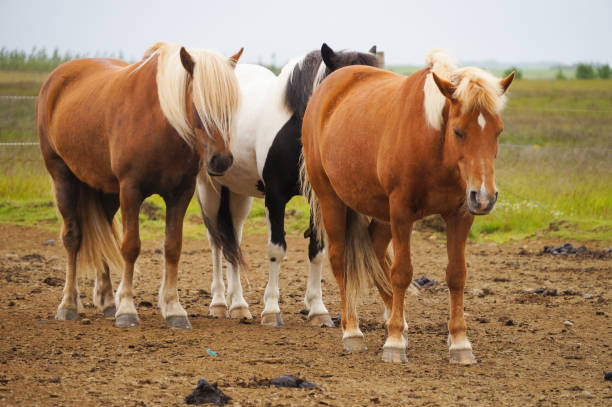 istock Icelandic horses standing in a field,Iceland. 827218532