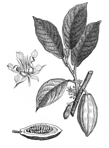 theobroma kakao, kakao çekirdeği - çikolata illüstrasyonlar stock illustrations