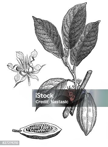 istock Theobroma cacao ,Cocoa bean 827219210